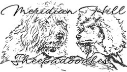 Meridian Hill Sheepadoodles logo